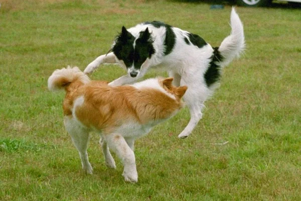 Dwa Psy Bawiące Się Trawie — Zdjęcie stockowe