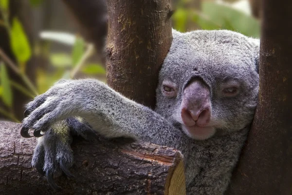 Koale Żywią Się Wyłącznie Liśćmi Eukaliptusa Dorosła Koala Spożywa Średnio — Zdjęcie stockowe