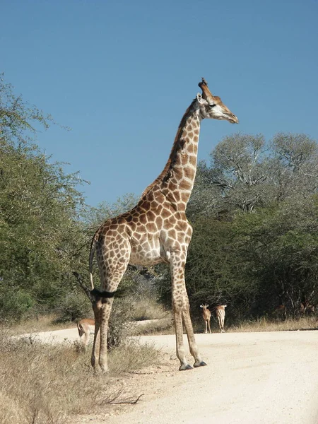 Girafe Animal Mammifère Herbivore Africain — Photo