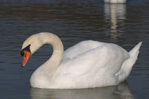 Vista Panorâmica Cisne Majestoso Natureza — Fotografia de Stock