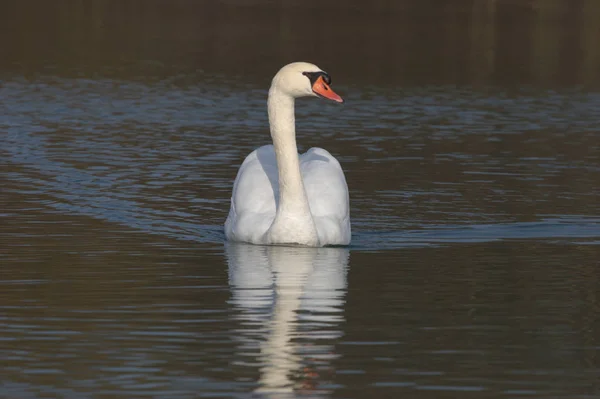 Scenic View Majestic Swan Nature — Stock Photo, Image