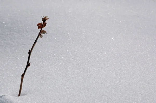 Árbol Muerto Suelo —  Fotos de Stock