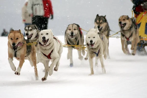 Tiro Aire Libre Perros Lindos — Foto de Stock