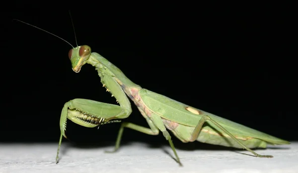 Peygamber Devesi Böcek — Stok fotoğraf