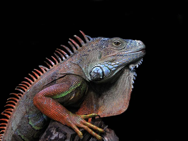 Iguana Con Sfondo Nero Neutro — Foto Stock