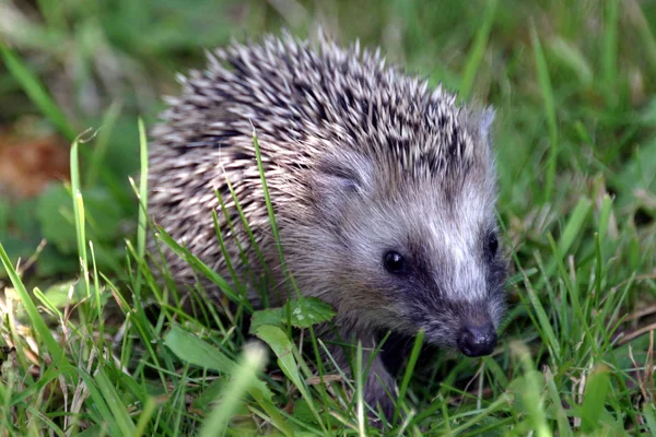 Hedgehog Baby Our Garden Makes First Steps Open — Stok fotoğraf