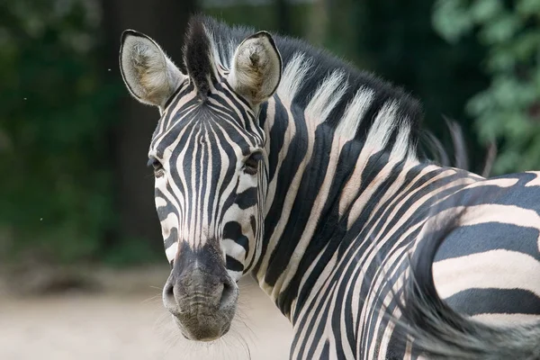 Animal Zebra Listrada Mamífero — Fotografia de Stock