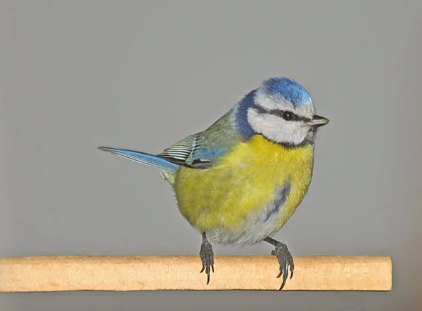 Scenic View Beautiful Blue Tit Nature —  Fotos de Stock