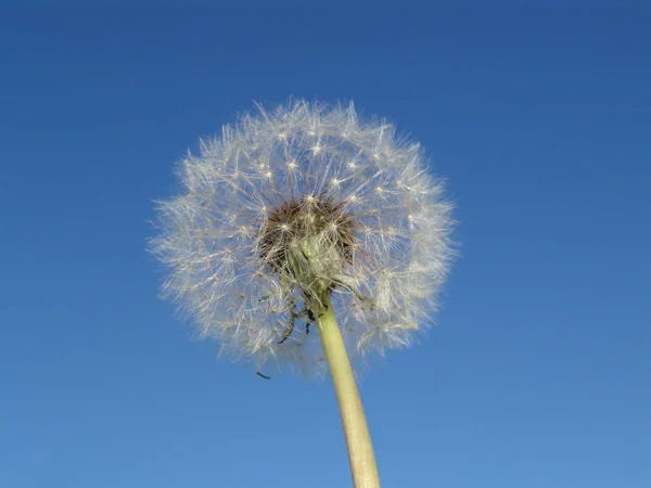 Nahaufnahme Von Natürlichen Löwenzahn Blume — Stockfoto