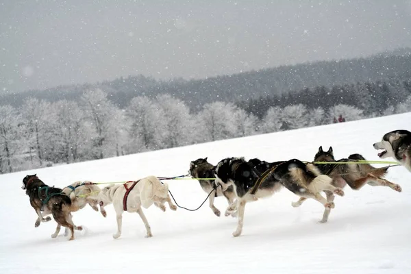 Два Собаки Ходять Снігу — стокове фото