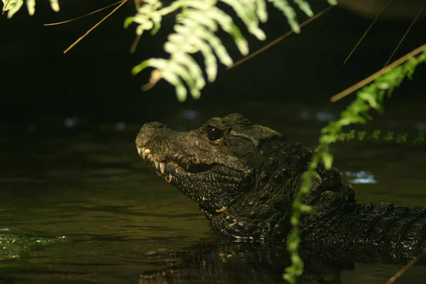 Крокодиловое Животное Аллигатор Хищник Амфибия — стоковое фото