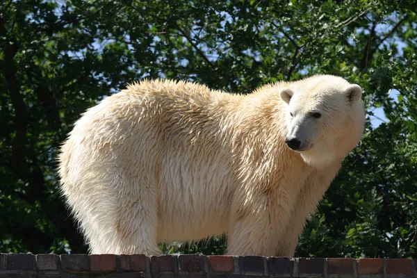 Predador Urso Polar Branco Ártico — Fotografia de Stock