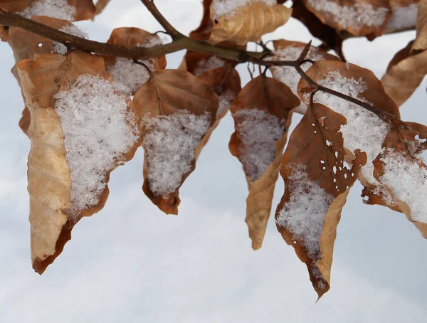 Paesaggio Invernale Con Alberi Innevati — Foto Stock