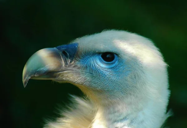 Scenic View Beautiful Griffon Bird — Stock Photo, Image