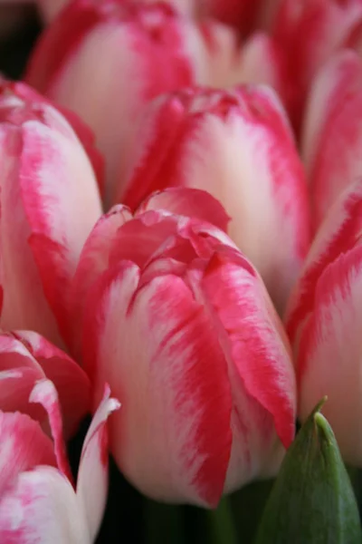 Frühling Frühling Tulpen Blumen Flora — Stockfoto