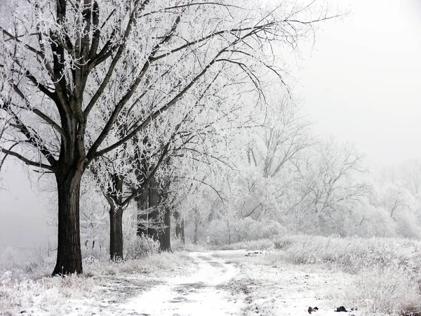 Hermoso Paisaje Invierno Nevado — Foto de Stock