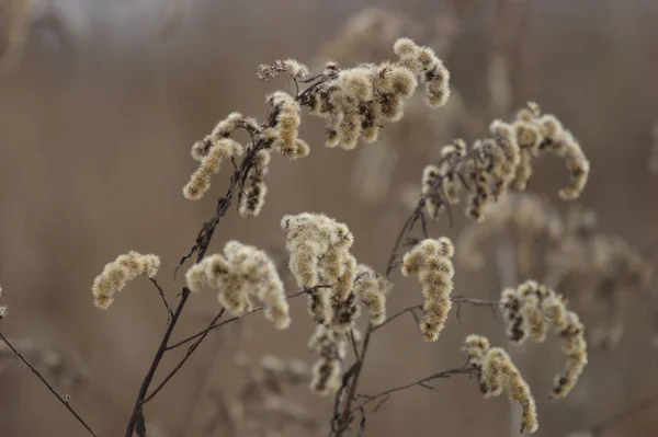 美丽的植物学照片 天然壁纸 — 图库照片