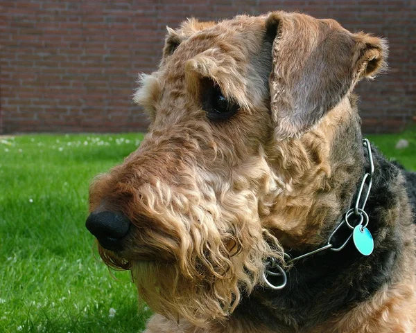 Airedale Janosch Ritratto — Foto Stock