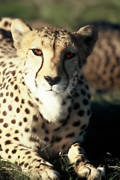 Varredura Vom Dia Mais Doce Cheetah Senhora Conheci — Fotografia de Stock