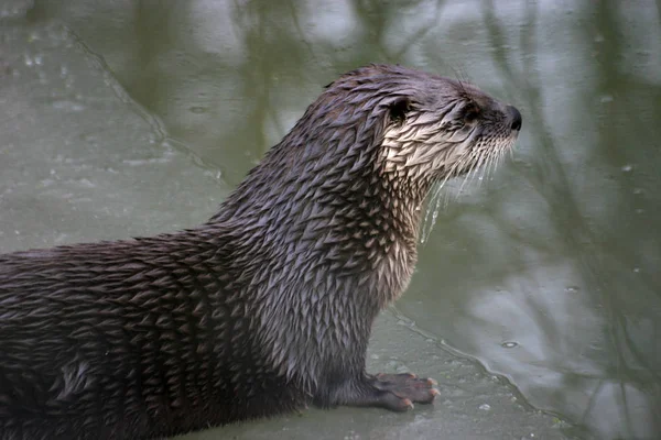 Otter Ice Edge — Stock Photo, Image