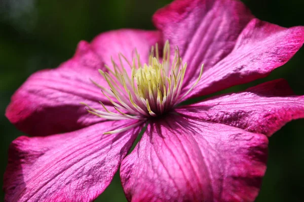 Flora Flower Petals Botany Plant — Stock Photo, Image