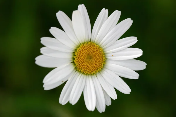 มเมจของ Daisy ในดอกไม ปแบบ — ภาพถ่ายสต็อก