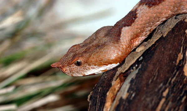 Slangenreptiel Dierenwereld — Stockfoto