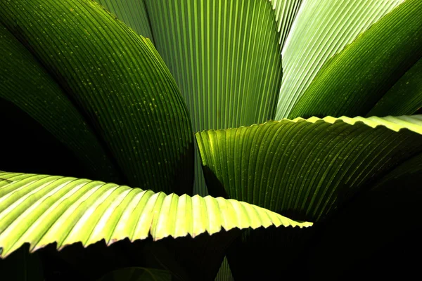 Palmblad Det Gröna Bladet — Stockfoto