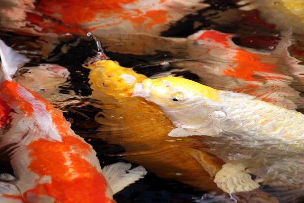 Ikan Koi Ikan Danau Asia — Stok Foto