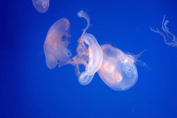 Medusas Acuáticas Mar Submarino Criatura Vida Marina — Foto de Stock