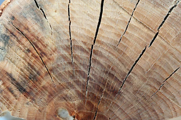 Drewniane Tło Tekstura Drewna — Zdjęcie stockowe
