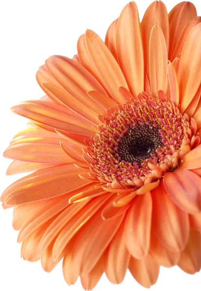 Okvětní Lístky Gerber Kvetoucí — Stock fotografie