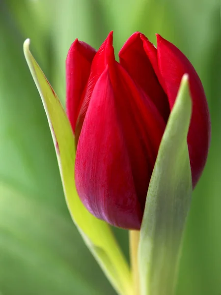 Tulipes Fleurs Pétales Flore Printanière — Photo