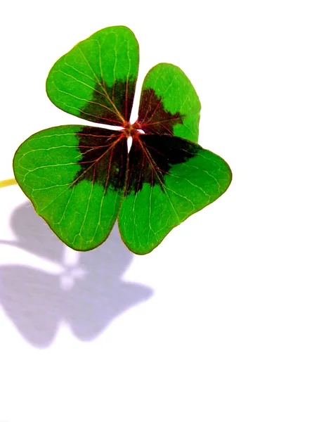 Groen Klaverblad Geïsoleerd Witte Achtergrond — Stockfoto