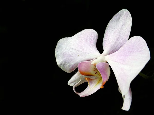 Orquídea Flor Pétalas Flor — Fotografia de Stock