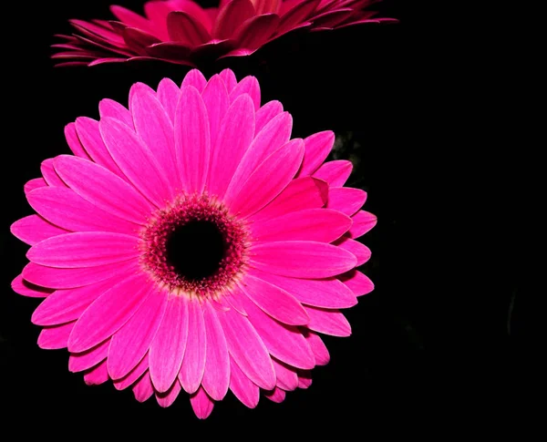 Pétales Gerbera Fleuris — Photo