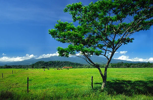 Planaltos Centrais Costa Rica — Fotografia de Stock