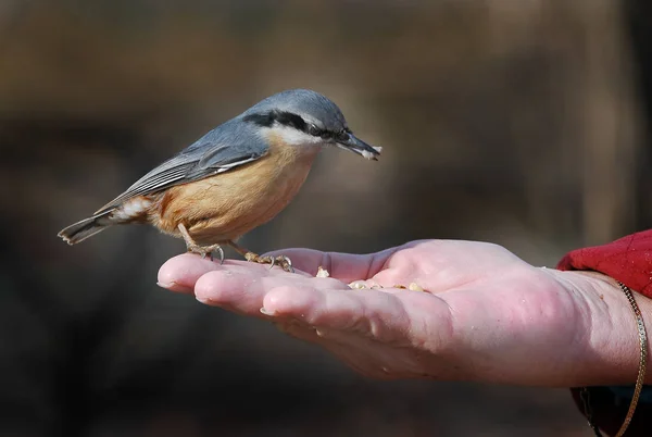 Uccello Nuthatch Dell Anno 2006 — Foto Stock