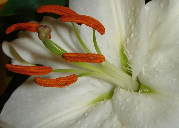 Mooi Botanisch Schot Natuurlijk Behang — Stockfoto