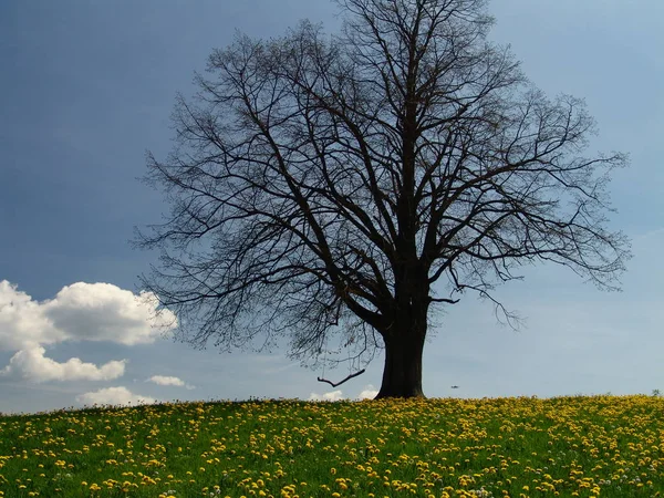 Einsamer Baum Auf Dem Feld — Stockfoto