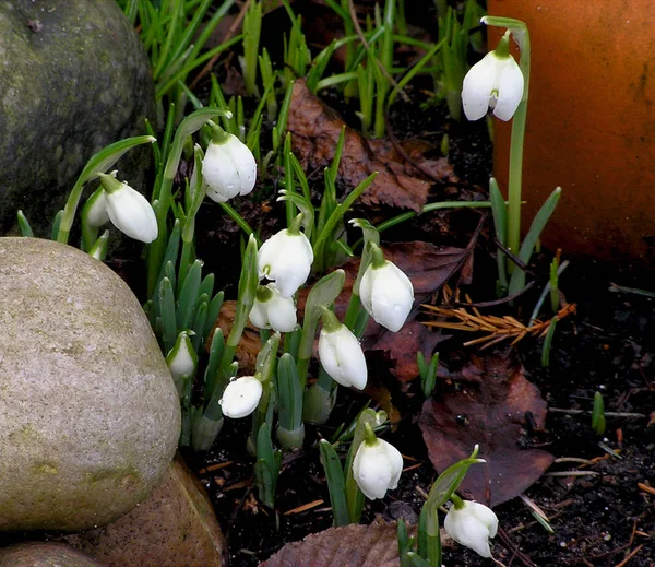 Snowdrops First Spring Flower — Stock Photo, Image