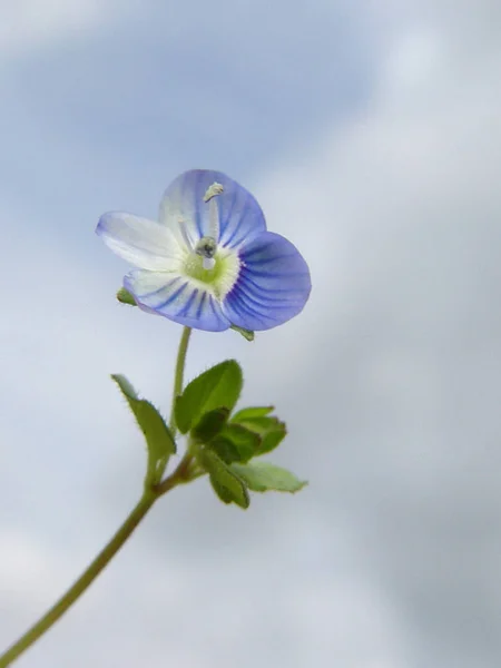 Speedwell Persiana Veronica Persica Uma Das Mais Comuns Pessoas Moldadas — Fotografia de Stock