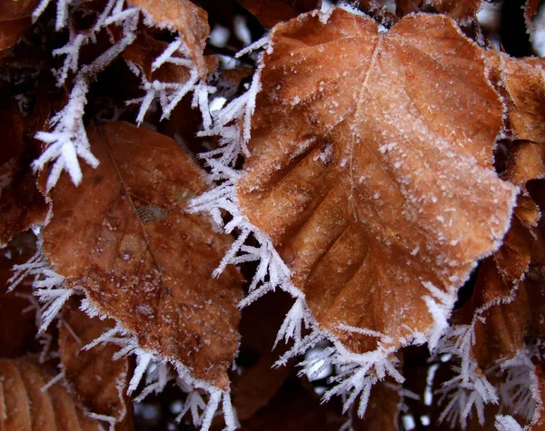 Vue Rapprochée Des Feuilles Dans Forêt — Photo