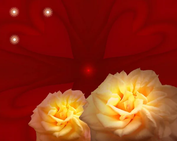 Rózsa Virágok Virágszirmok — Stock Fotó