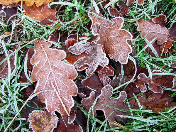 Fallna Löv Marken — Stockfoto