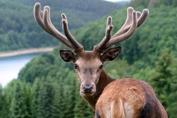 Bitte Keine Jäger Herr — Stockfoto