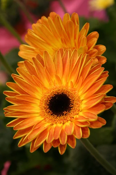 Gerbera Çiçek Yaprakları Yeşeriyor — Stok fotoğraf