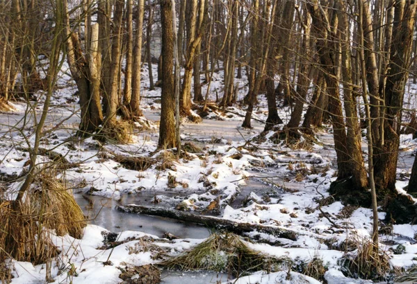 Forêt Hiver Avec Arbres Bois Enneigé — Photo