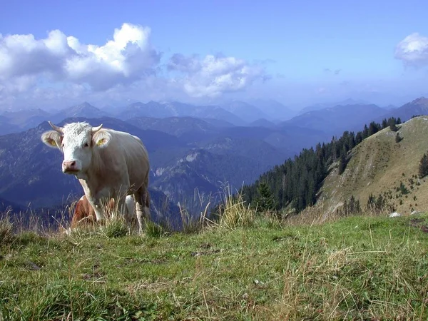 Alpy Najwyższy Najbardziej Rozbudowany System Pasma Górskiego Europie — Zdjęcie stockowe