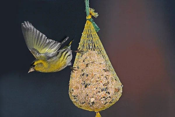 Siskins Belongs Family Finches Found Only Winter Season Lowlands — Stock Photo, Image